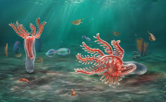 Early Cambrian Fossil Rewrites Starfish Family Tree