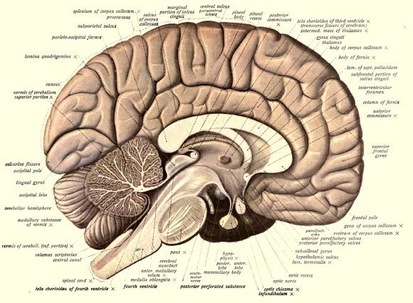 Ancient Retroviral Invasion May Have Helped Shape Human Brain